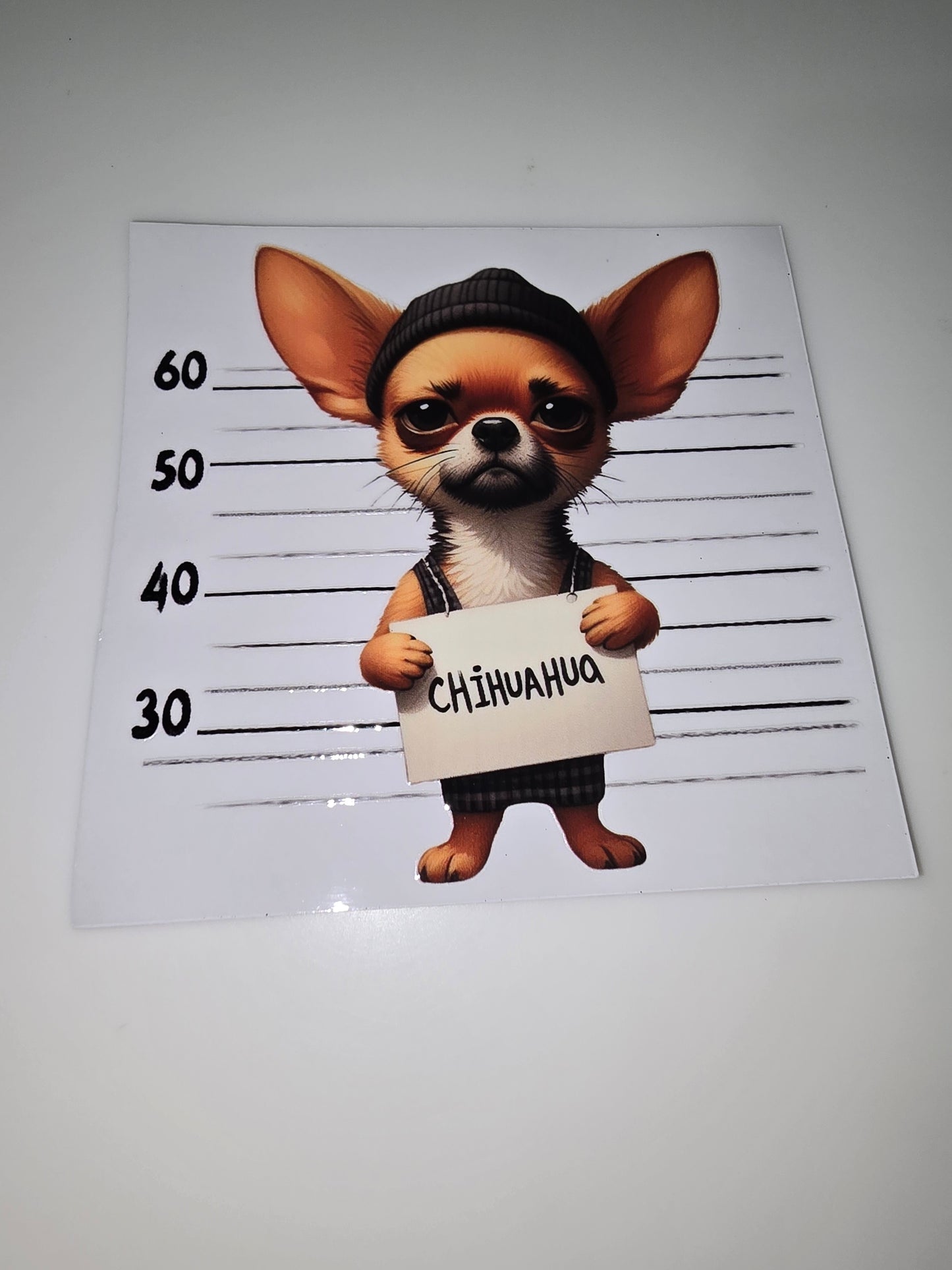 Chihuahua mug shot