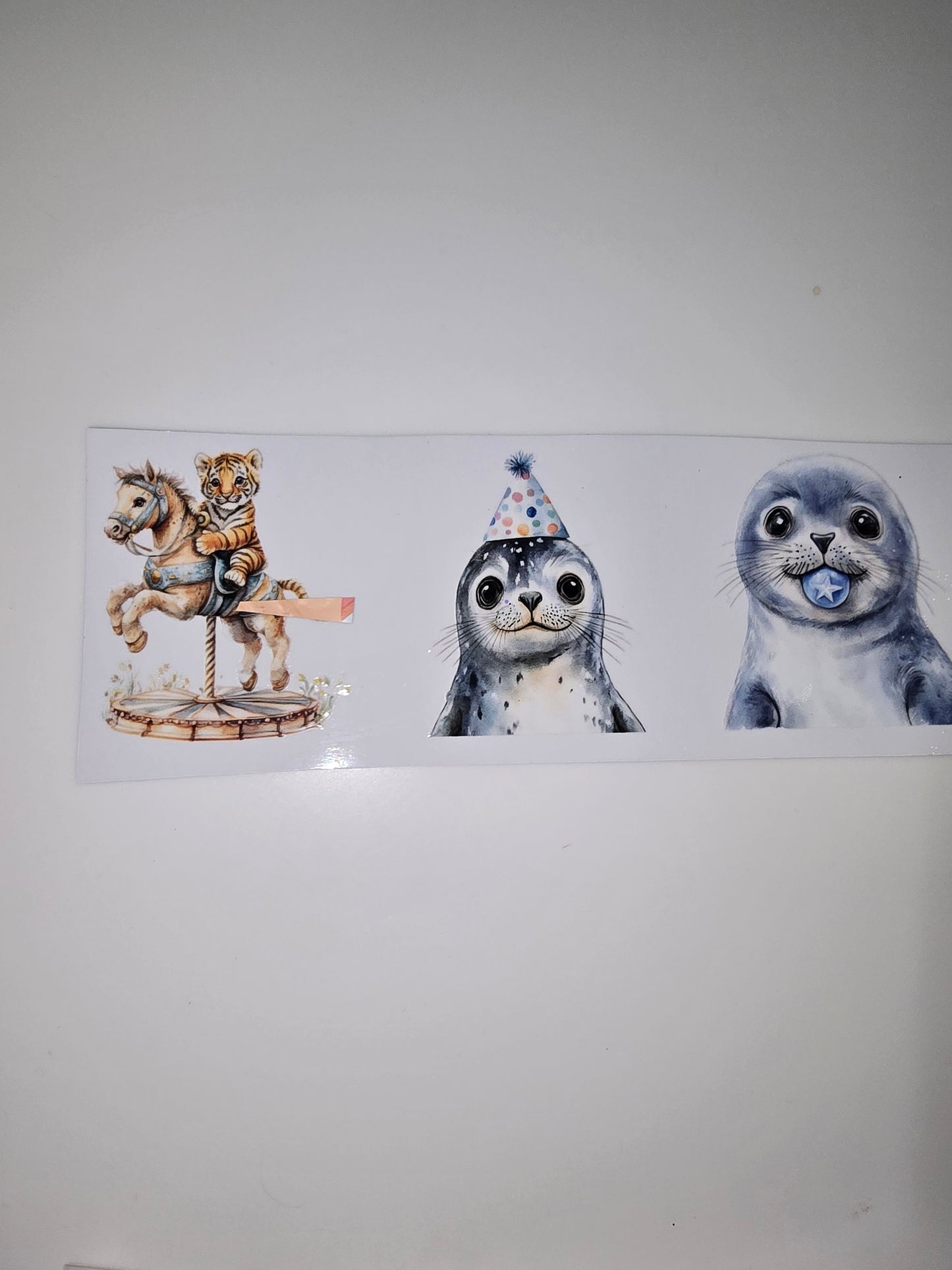 Seals & Circus
