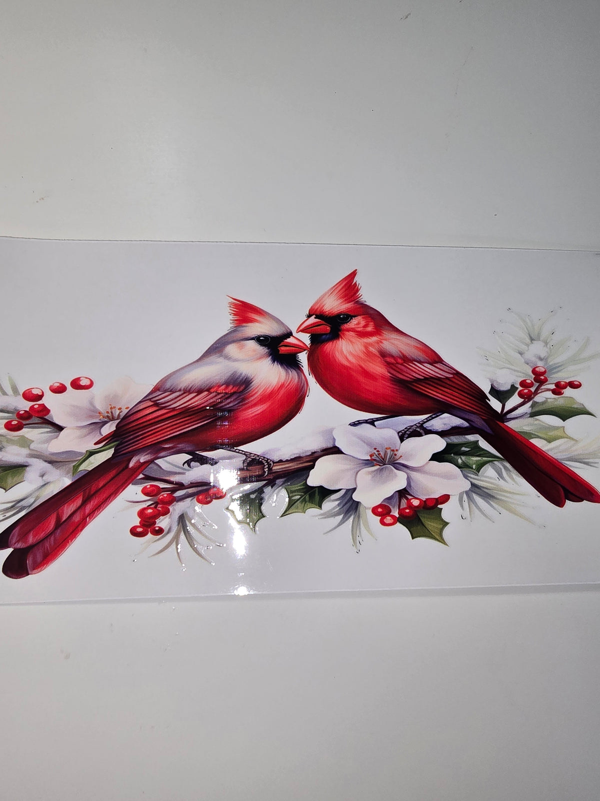 Cardinal Lovebirds