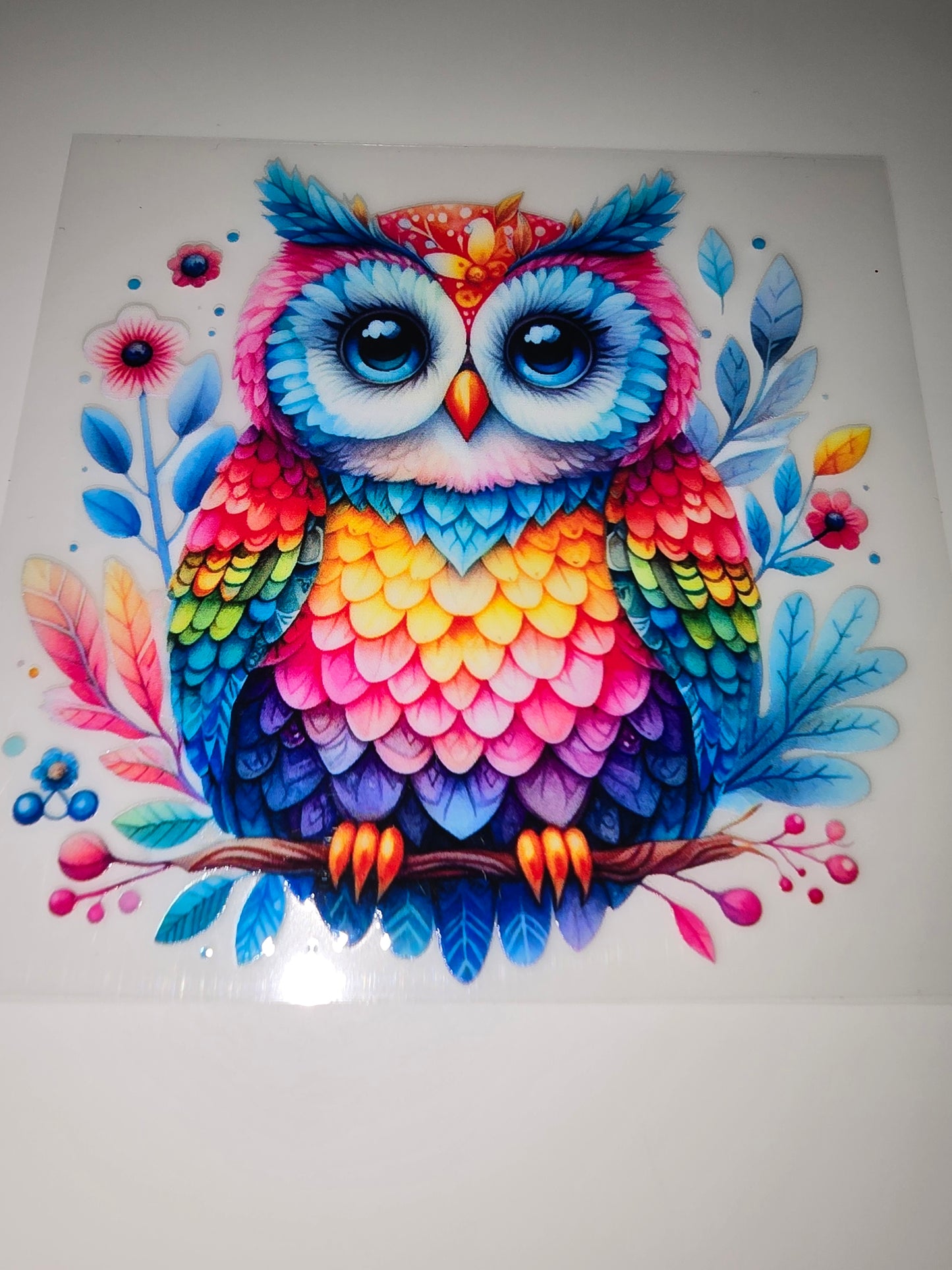 Rainbow Owl