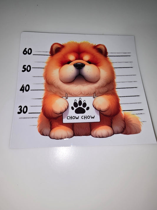 Chow Chow mug shot