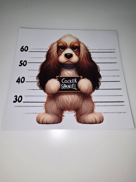 Cocker Spaniel mug shot