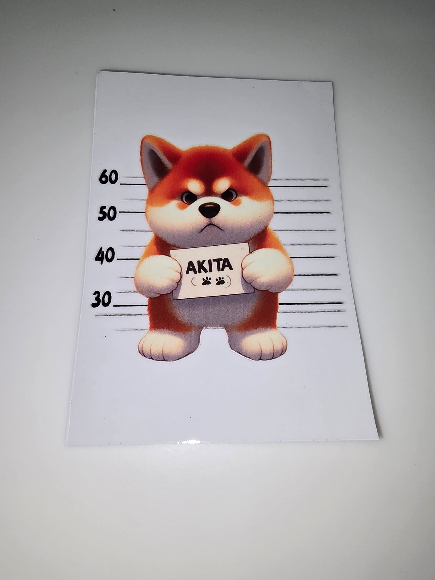 Akita mug shot
