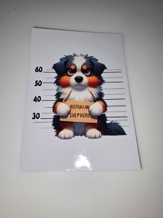 Australian Shepherd mug shot