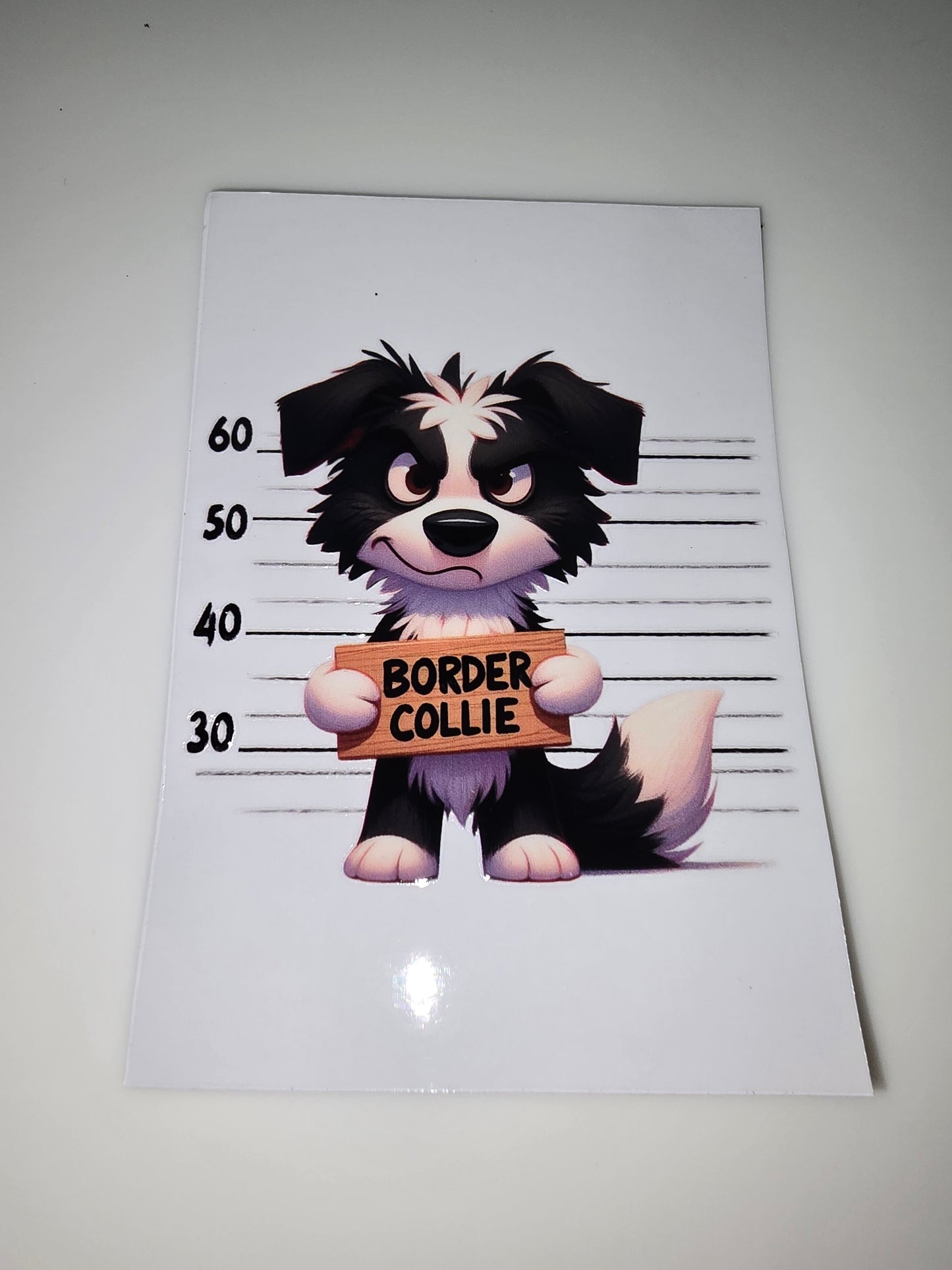 Border Collie mug shot