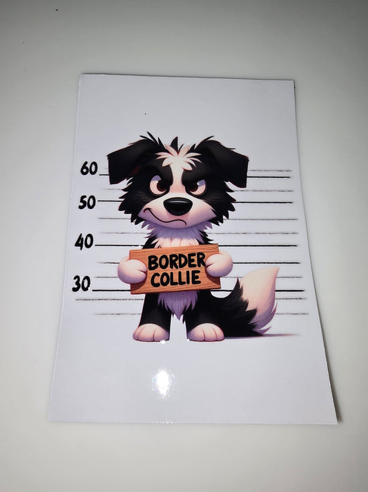Border Collie mug shot