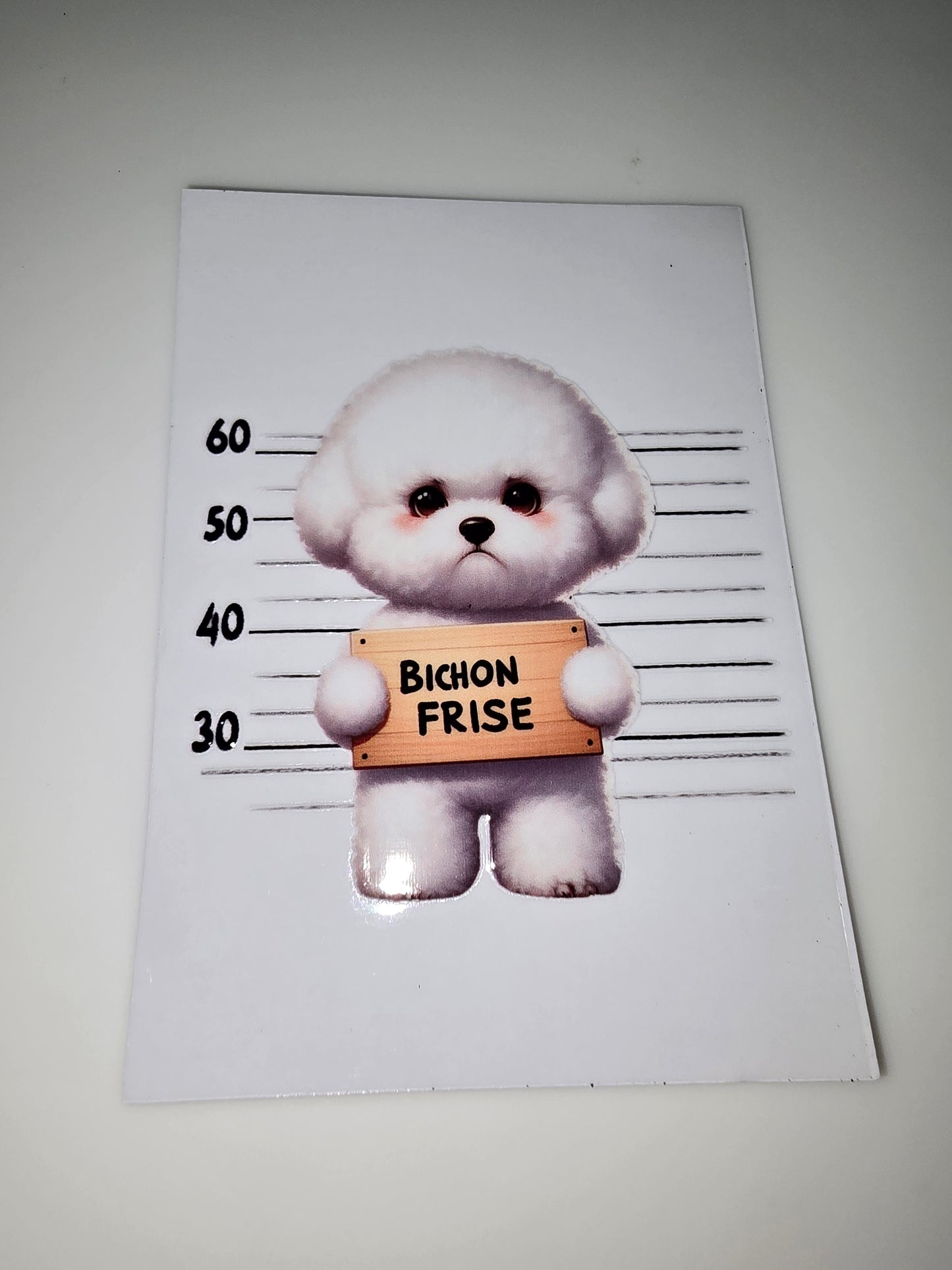 Bichon Frise mug shot