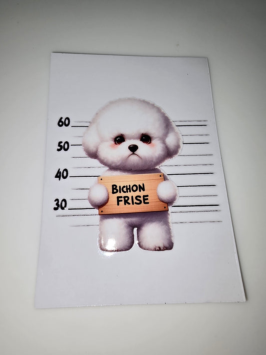 Bichon Frise mug shot