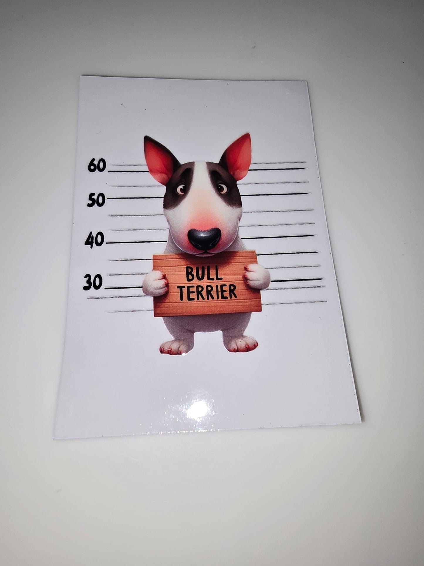 Bull Terrier mug shot