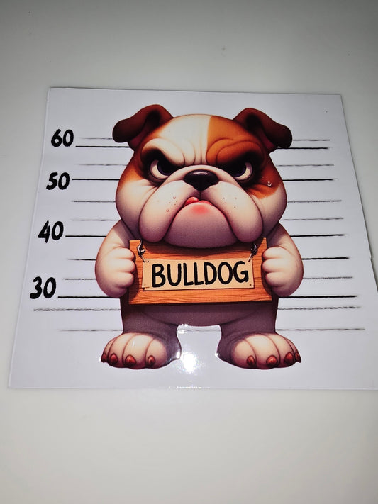 Bulldog mug shot
