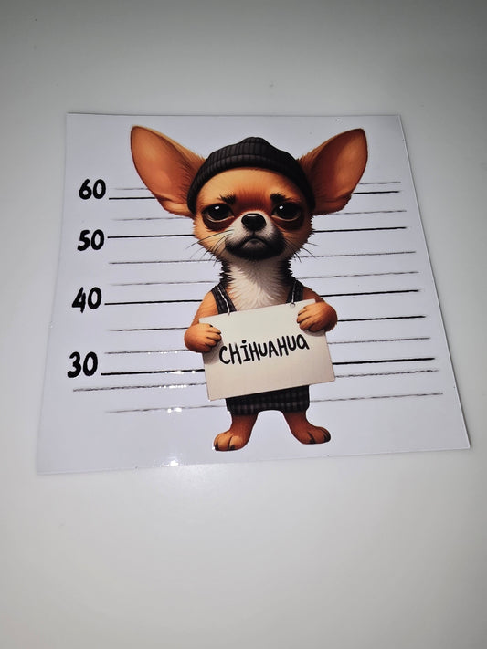 Chihuahua mug shot