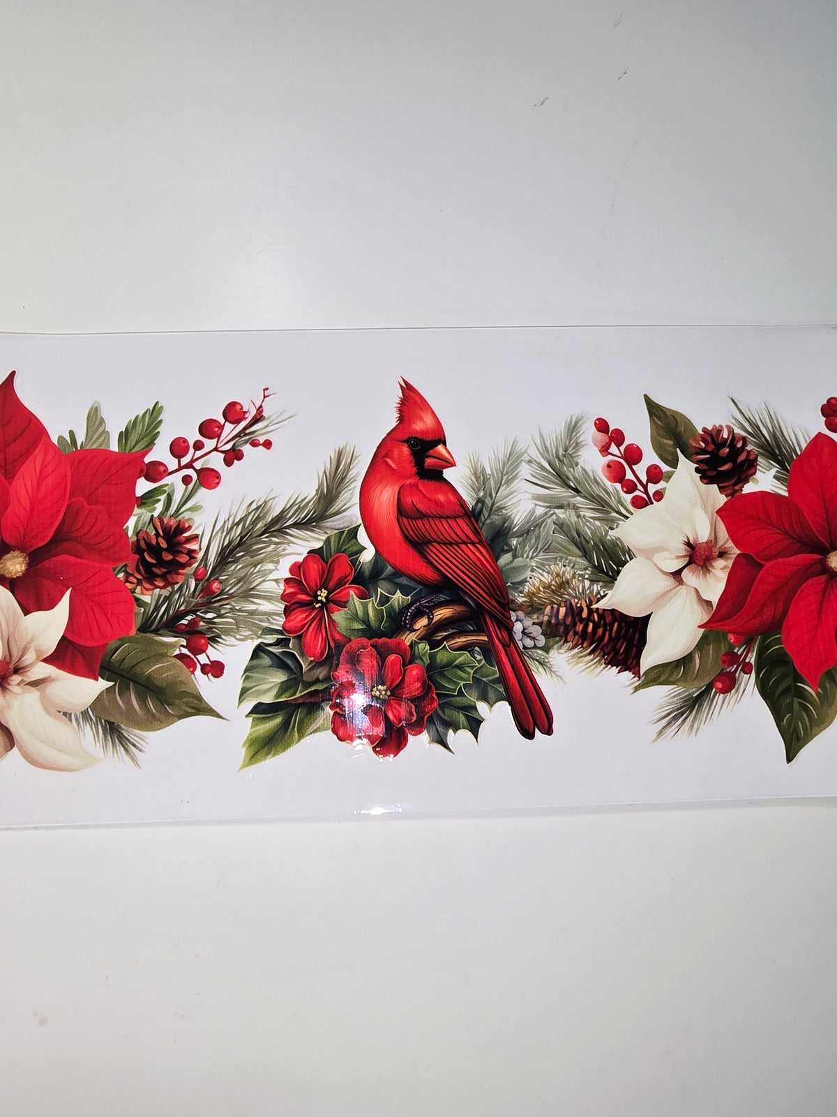 Cardinal on a poinsetta